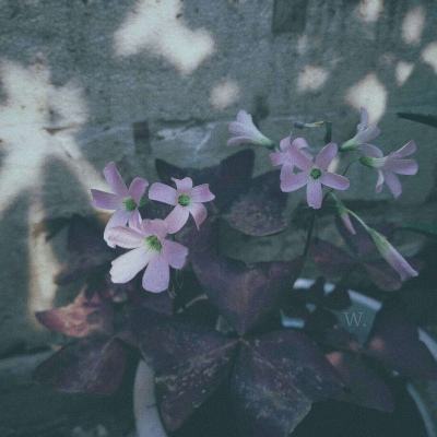 kok官方登录入口